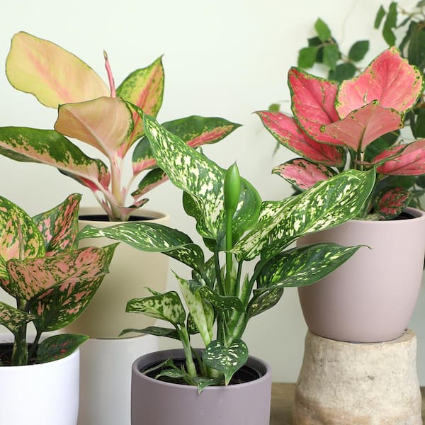 ALTMAN PLANTS 4.25 in. Aglaonema Assorted Houseplants (4