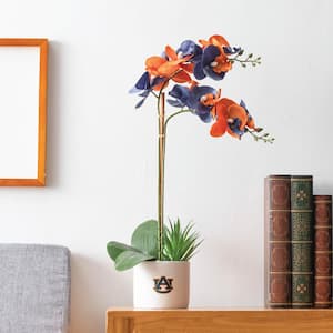 20 in. Auburn War Eagle Artificial Snake Plant and Orchid (2-Pack) - Fan-Favorite College University Gift Bundle