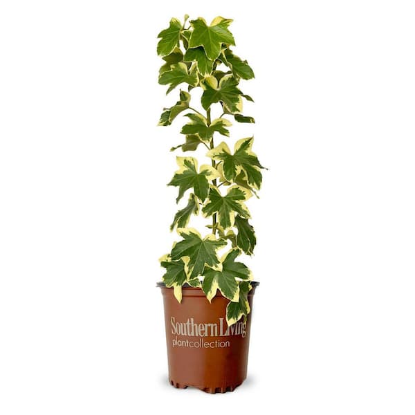 2.5 qt. Angyo Star Fatshedera Vine, Live Plant with Variegated Foliage