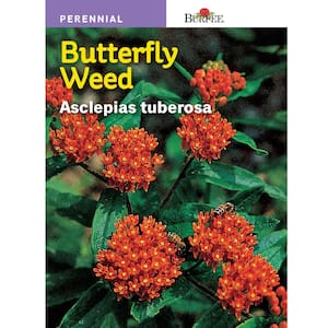 Butterfly Weed Asclepias Seed