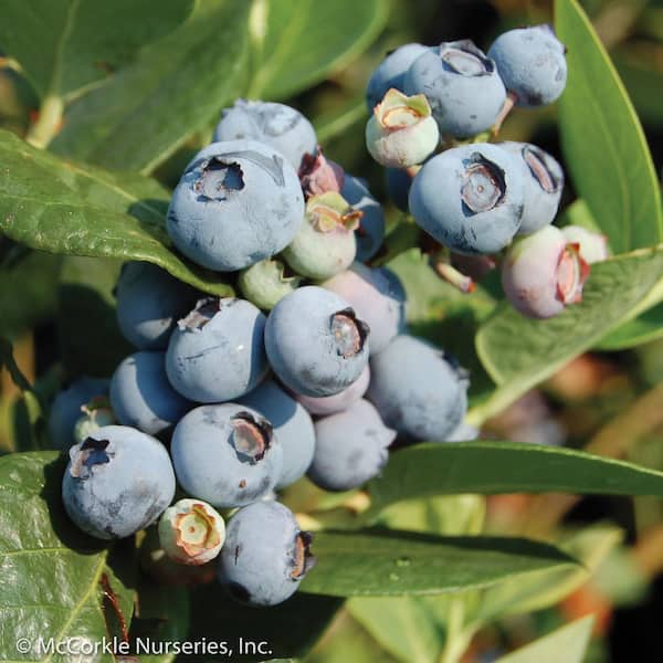 2 Gal. Blue Suede Blueberry (Southern Highbush) Bush, Fruit-Bearing Live Shrub.