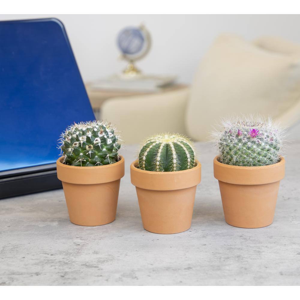 Assorted 2.5" Cactus Trio in Clay Pots