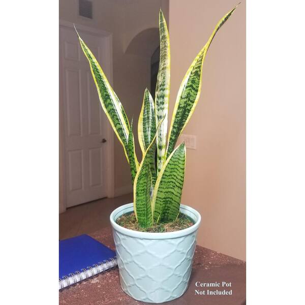 indoor plants spider plant Spider Plant With Self Watering Pot