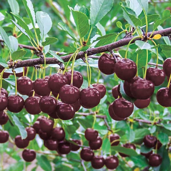 1 Gal. Pot, Romeo Dwarf Bush Cherry Potted Fruit Bearing Plant (1-Pack)