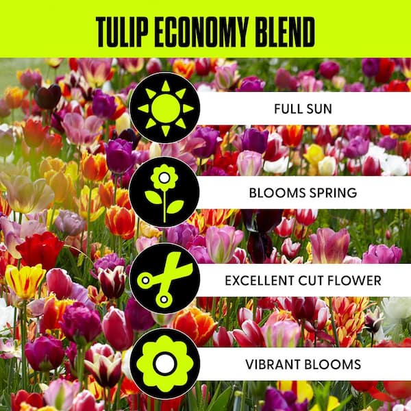 Tulips Bulbs Economy Medley Of Varieties (Set of 50)