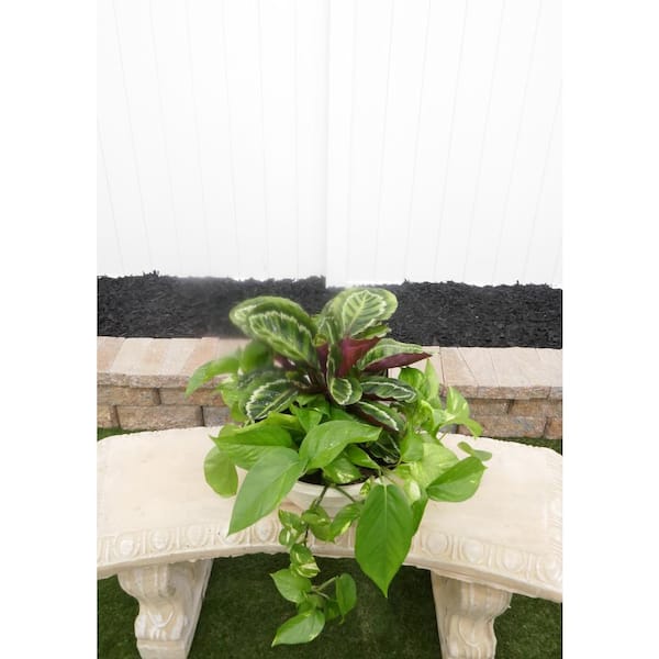 BELL NURSERY DIY Series Anthurium and Pothos Live Indoor Houseplant Centerpiece Premium Kit