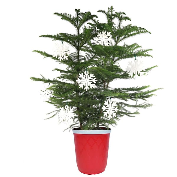 Norfolk Island Pine Indoor Holiday Plant in 10 in. Red Decor Pot, Avg. Shipping Height 3 ft. Tall