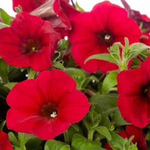 1.5 PT. Red Velour Easy Wave Petunia Annual Plant with Red Flowers (5-Pack)