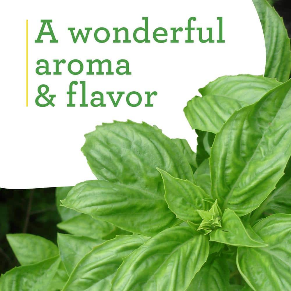 Sweet Basil Herb Plant 4.5 Inch Container 2-Pack