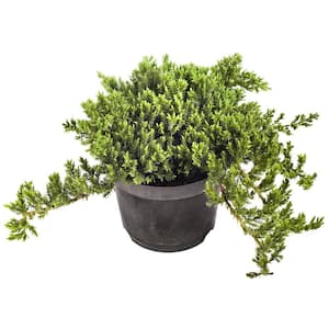 1 Gal. Broadmoor Juniper Shrub Excellent Evergreen Ground Cover with Graceful Spreading Foliage Drought Tolerant