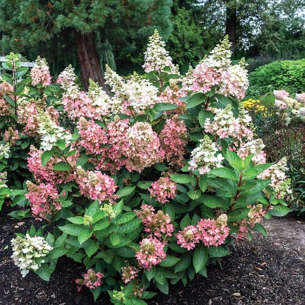 Jumbo Pint Flare Hardy Hydrangea (Paniculata) Live Shrub, White and Bright Red-Pink Flowers