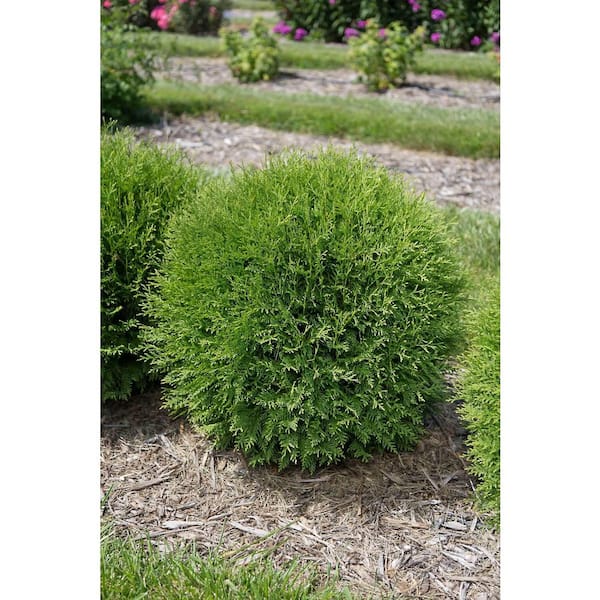 bushdebrunt ハーモニー 50 タンカラー DIRECT GARDENING 2 Gal. Pot, Savannah Sunset Ninebark Bush Potted