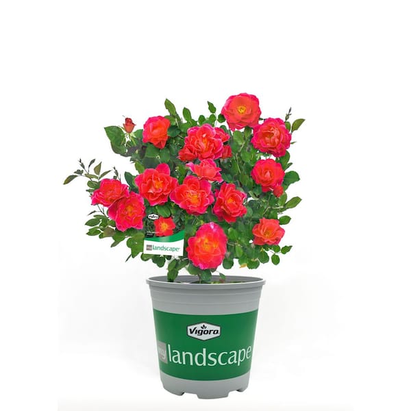 Vigoro 2 Gal. Coral Miracle Rose with Salmon Pink Flowers