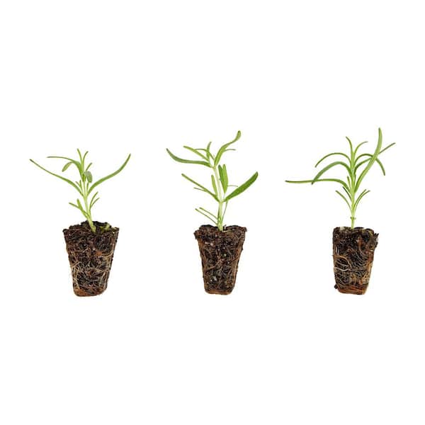 Bonnie Plants Rosemary Plug, 3 cu. in., Live Plants (3-Pack)