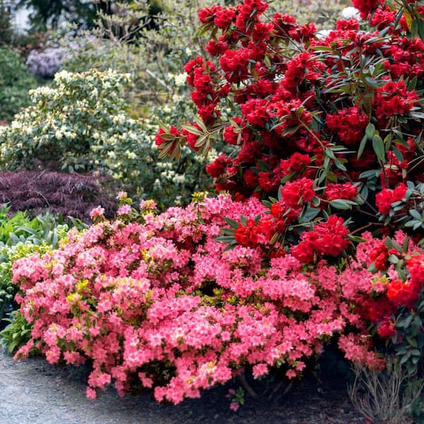 national PLANT NETWORK 2.5 Qt. Macrantha Pink Azalea Plant with