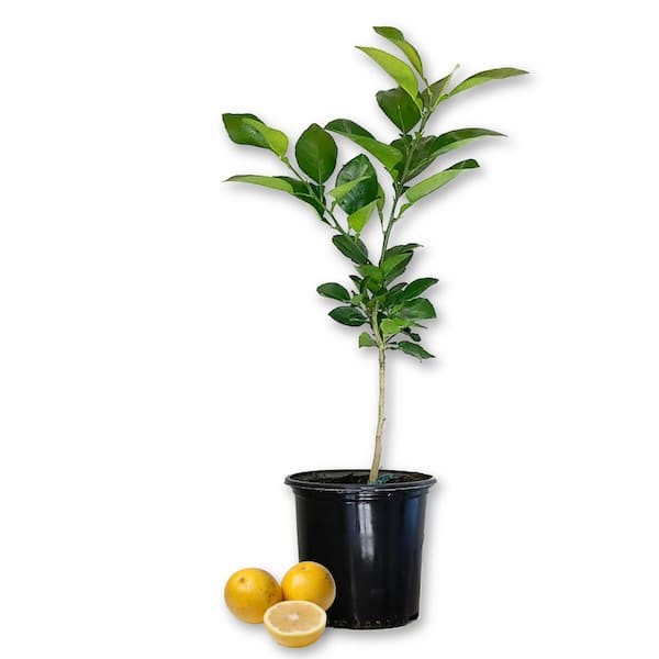 Wekiva Foliage Marsh White Seedless Grapefruit Tree-Live Plant in a 5 Gallon Pot-Cannot Ship Out of Florida-Citrus Paradisi