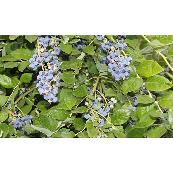 Sweet Berry Selections Jersey Blueberry Fruit Bearing Potted Shrub