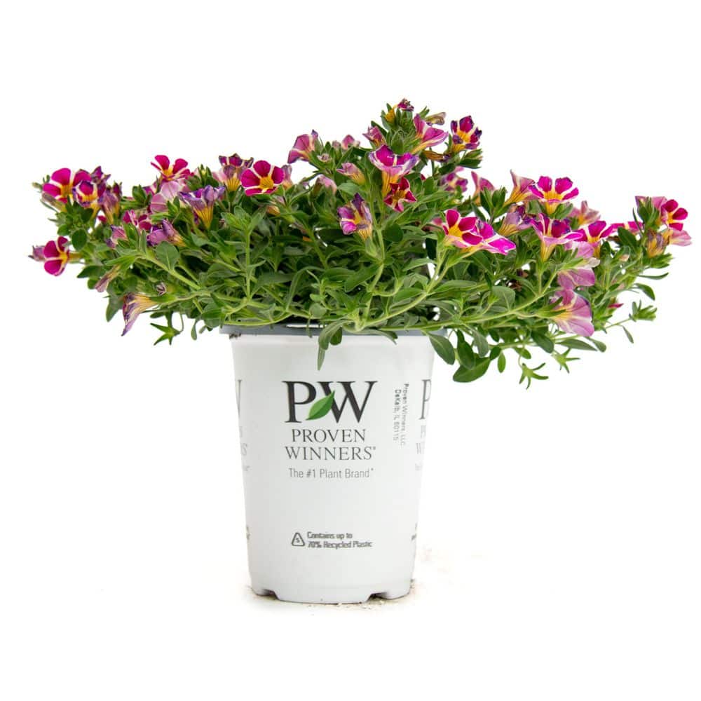 4 in. Superbells Calibrachoa Annual Plant Rising Star (4-Pack) price history on PriceWatchPro
