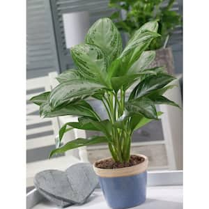 Aglaonema Chinese Evergreen Indoor Plant in 9.25 in. White Cylinder Pot and Stand, Avg. Shipping Height 2-3 ft. Tall