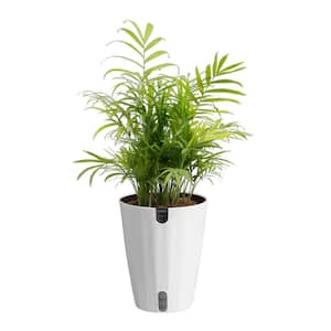 Costa Farms Neanthebella Indoor Palm in 6 in. Grower Pot, Avg. Shipping  Height 1-2 ft. Tall M-NEA-G-POT-01 - The Home Depot