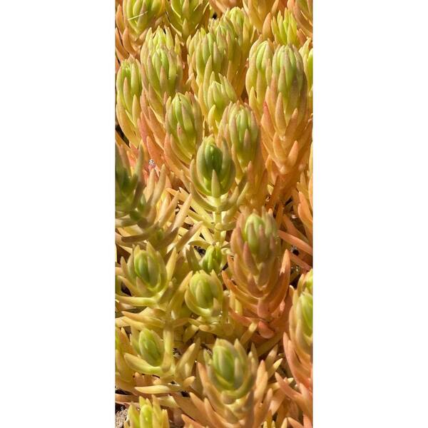 Live Sedum Lemon Ball Succulent Plant in Pots (5-Pack) HT9LK-FJC - The Home  Depot