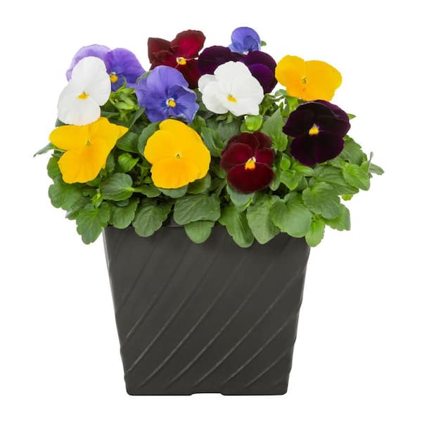 METROLINA GREENHOUSES 1 Gal. Pansy Spring Clear Mix in Decorative Planter Annual Plant (1-Pack)