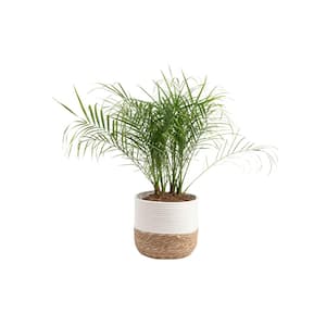 Roebellini, Pygmy Date Palm Indoor Plant in 10 in. Decor Weave Pot, Avg. Shipping Height 3-4 ft. Tall