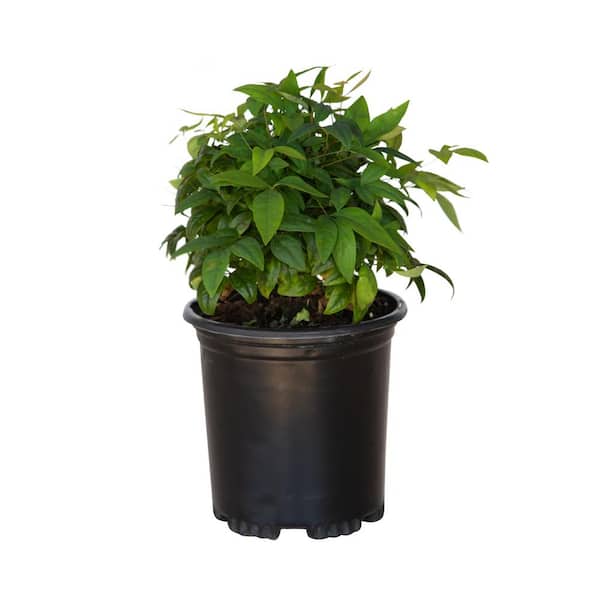 FLOWERWOOD 2.5 Qt. Firepower Dwarf Nandina (Heavenly Bamboo), Live Evergreen Shrub, Bright Red Winter Foliage