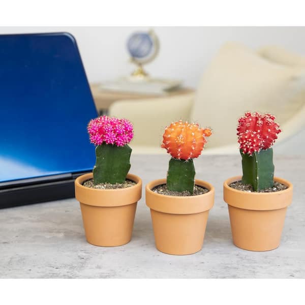 cactus and plant pots 9357097 PNG