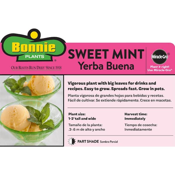 2.32 qt. Sweet Mint Herb Plant