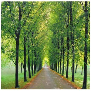 19.75 in. x 19.75 in. "Path of Life" Canvas Wall Art