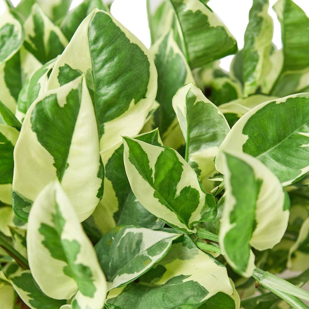 Small Green and White Pothos in Brown Grower Pot