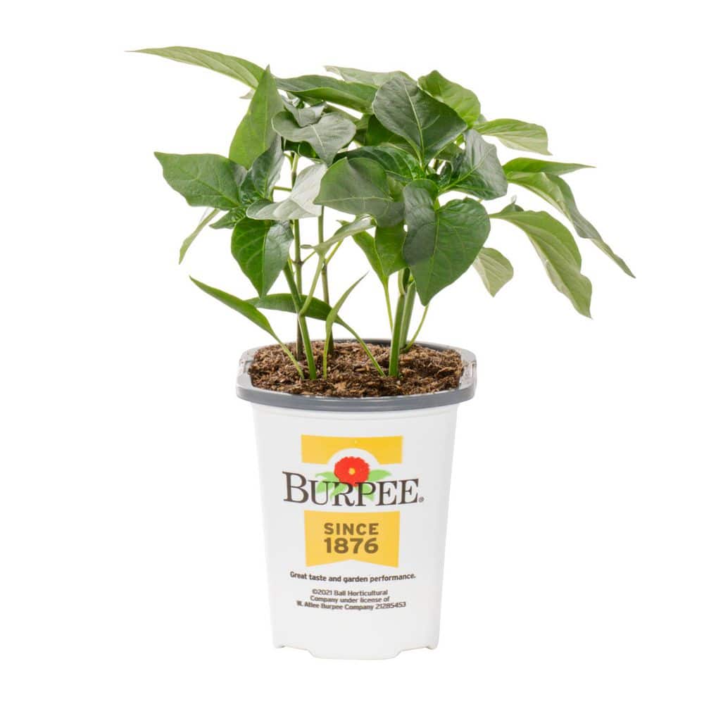 METROLINA GREENHOUSES 1 Pt. Pepper Jalapeno Gigante II Green
