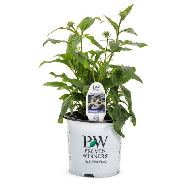 Proven Winners Coneflower - Thumbnail 2