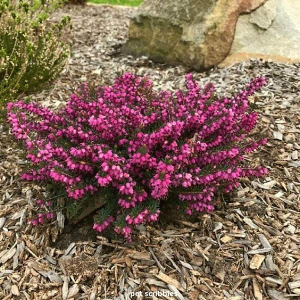 BELL NURSERY 1 Gal. Kramer's Red Winter Heather Live Evergreen Shrub with Magenta-Red Flowers