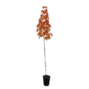 1 gal. Atropurpureum Deciduous Japanese Maple Tree MAPJAT01GH