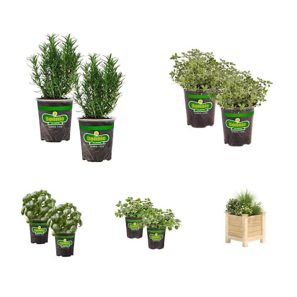 Herb 4-Pack with 16 in. x 16 in. x 21 in. Cedar Planter