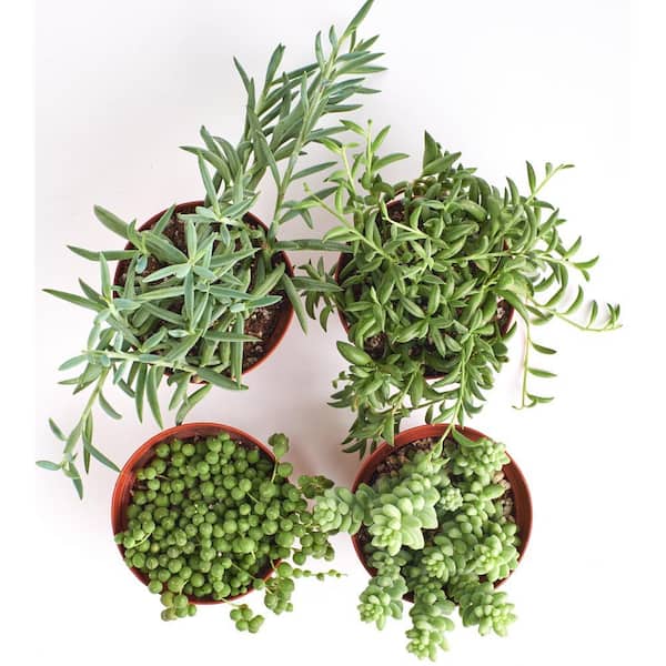 rojas succulents and cactus Rebutia minuscula  Planet Desert