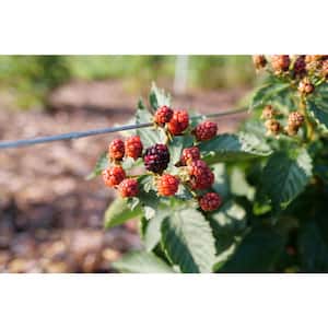 4.5 in. qt. Fruit-Bearing Taste of Heaven Blackberry (Rubus) Shrub