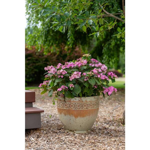 Endless Summer 3 Gal. Pop Star Reblooming Hydrangea