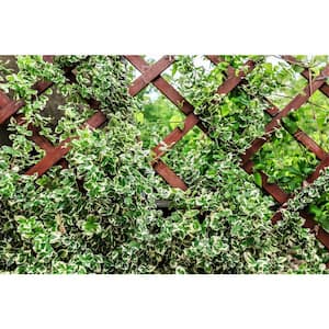 1 Gal. Silver Queen Euonymus Shrub With Silver Variegated Evergreen Foliage