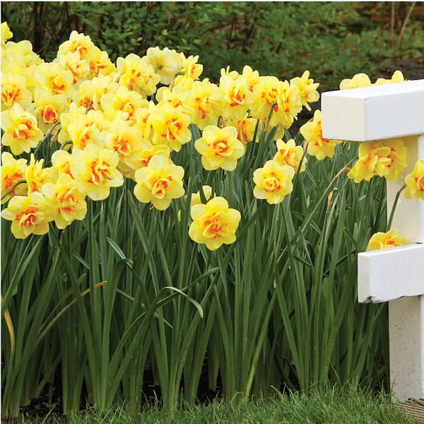 Longfield Gardens Narcissus Tahiti Bulbs (100-Pack)