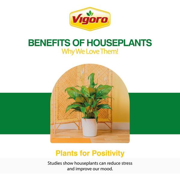 Vigoro Grower's Choice Philodendron Plant in 10 in. White Decor Pot, Avg.  Shipping Height 2-3 ft. Tall L-PHI-S-PWT-01 - The Home Depot