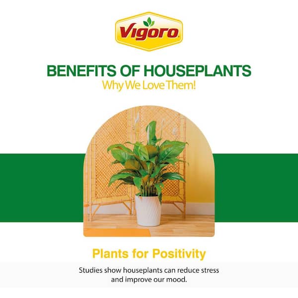Aloe Vera Indoor Plant in 4 in. Decor White Pot, Avg. Shipping Height 7 in. Tall