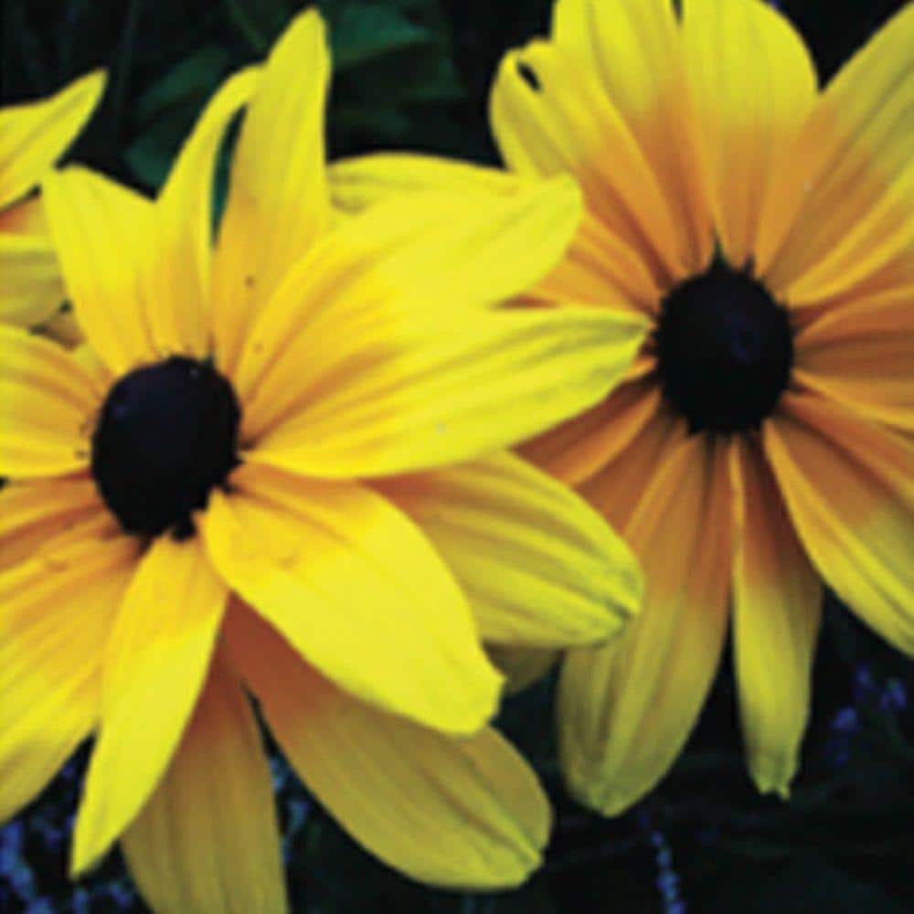 2.5 Qt. Indian Summer Rudbeckia(Black-eyed Susan) - Coneflower Plant with Y