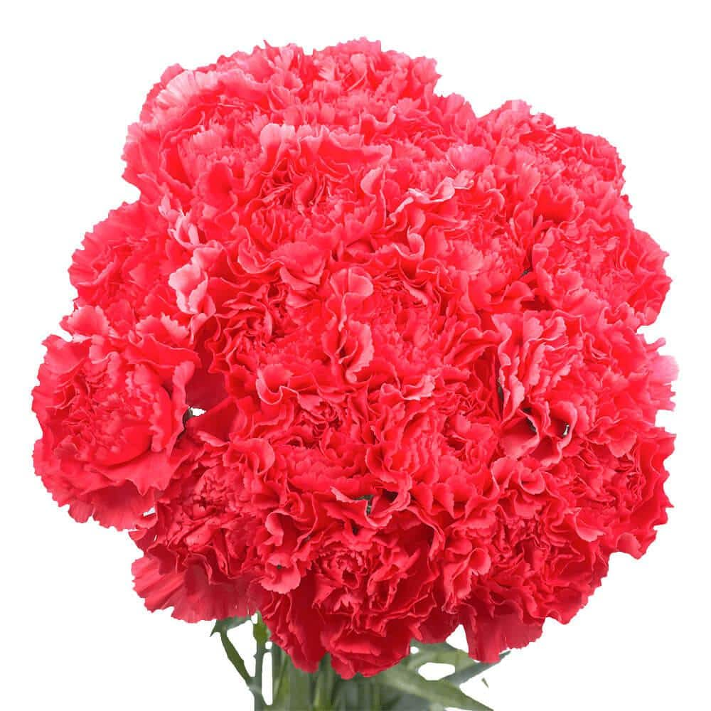 Globalrose Stems Of Hot Pink Carnations Fresh Flower Delivery The Home Depot