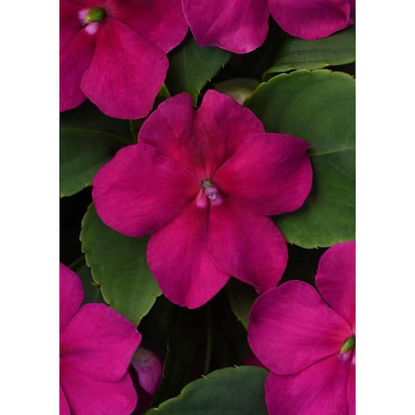 BEACON 1 Qt. Purple Beacon Impatiens Outdoor Annual Plant with Purple Flowers (12-Pack)