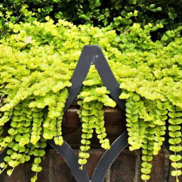 1.38 Pt. Creeping Jenny Lysimachia Plant in 4.5 In. Grower's Pot (4-Plants)