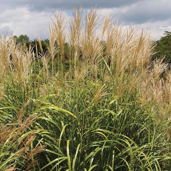 2.5 Qt. My Fair Maiden Grass (Miscanthus sinensis 'NCMS1'), Live Ornamental Perennial, Silver-Green Foliage