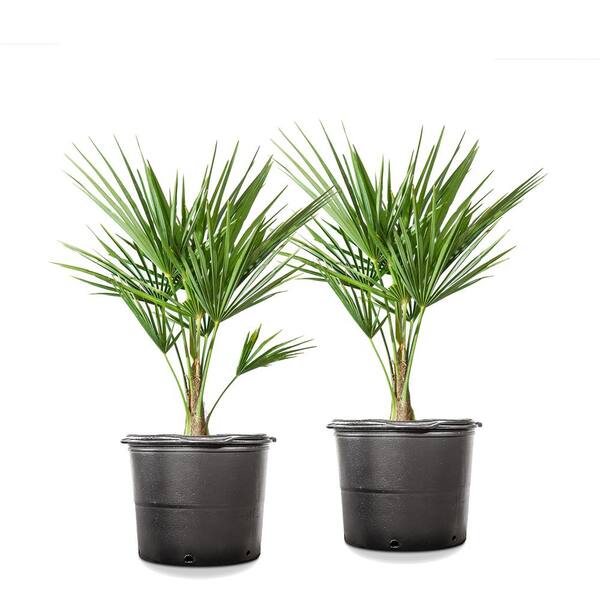 Unbranded #3 Windmill Palm (2-Pack)